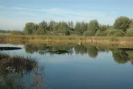 Weiherteich am nordöstlichen Ortsrand
